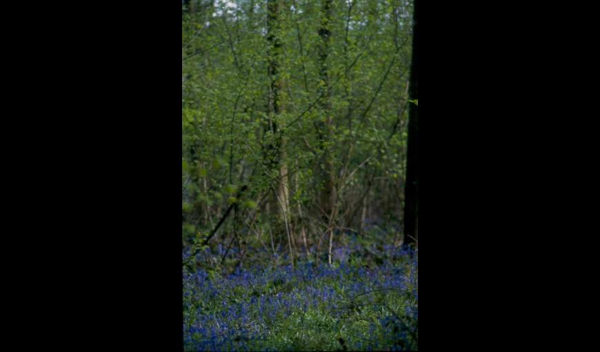 DU MUGUET EN FORÊT DE SAINT-GOBAIN